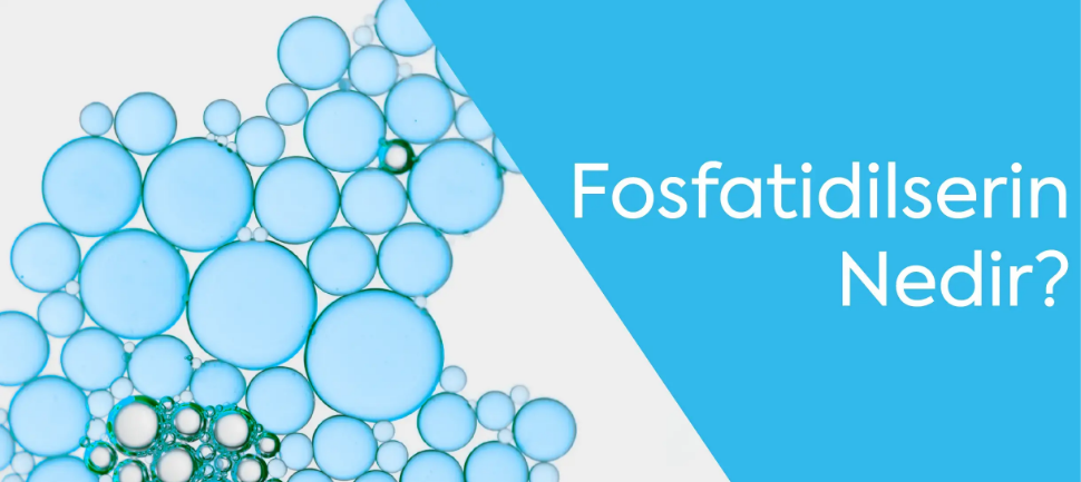 FOSFATİDİLSERİN NEDİR?