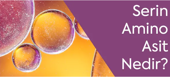 Serin Amino Asit Nedir ?