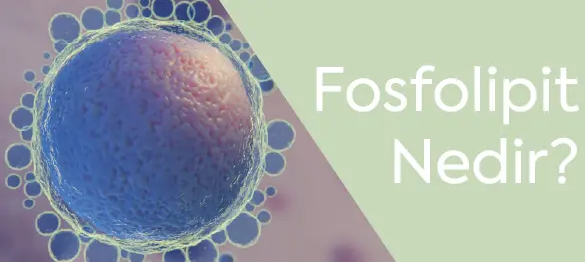 Fosfolipit Nedir?