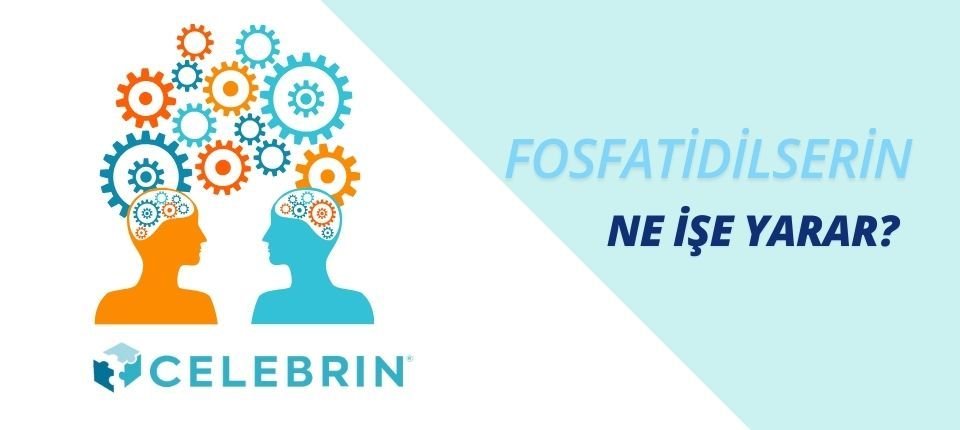 Fosfatidilserin Ne İşe Yarar